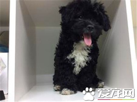 葡萄牙水犬能長多大 理想肩高為22英寸