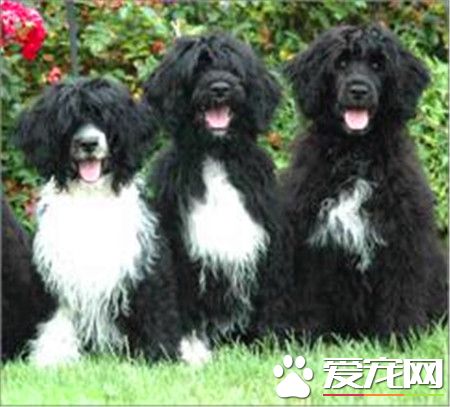 葡萄牙水犬能長多大 理想肩高為22英寸