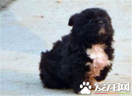葡萄牙水犬能長多大 理想肩高為22英寸