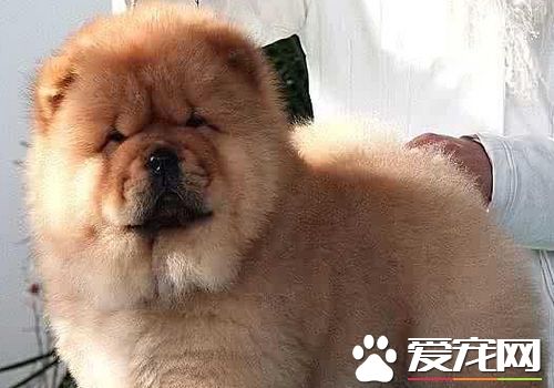 松獅犬什麼時候最好看 不同時期都會有變化