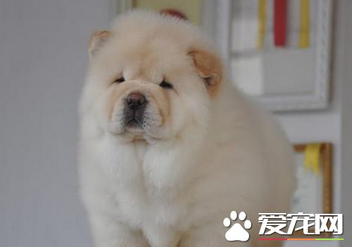 松獅犬是哪個國家的 松獅犬原產於中國