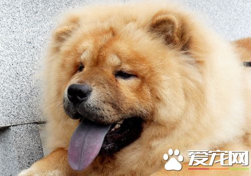 松獅犬什麼時候最好看 不同時期都會有變化