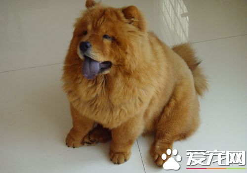 松獅犬什麼時候最好看 不同時期都會有變化