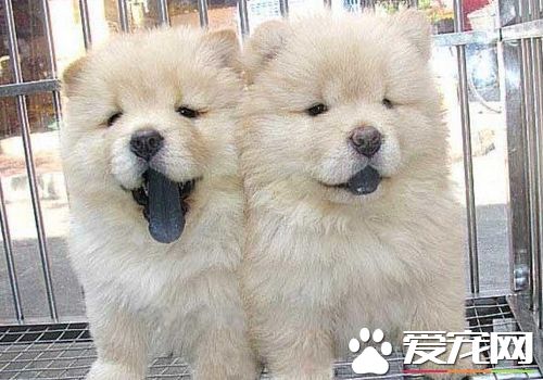 松獅犬是哪個國家的 松獅犬原產於中國