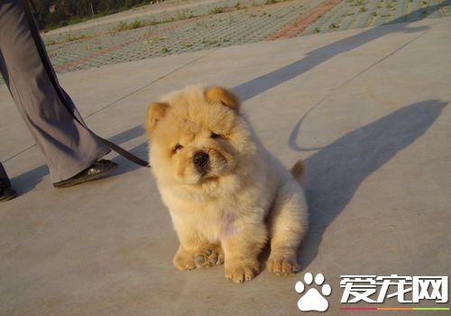 松獅犬如何養 松獅犬喂養需要注意的事項