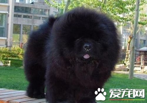 松獅犬如何養 松獅犬喂養需要注意的事項