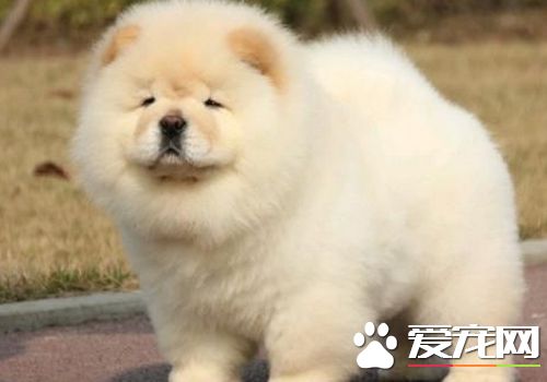松獅犬如何養 松獅犬喂養需要注意的事項