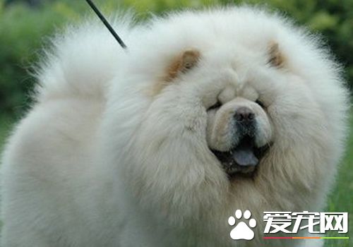 松獅犬可以長多大 平均重量一般在25到32公斤
