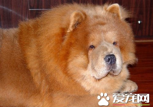 松獅犬分幾種 松獅犬有幾種不同的顏色