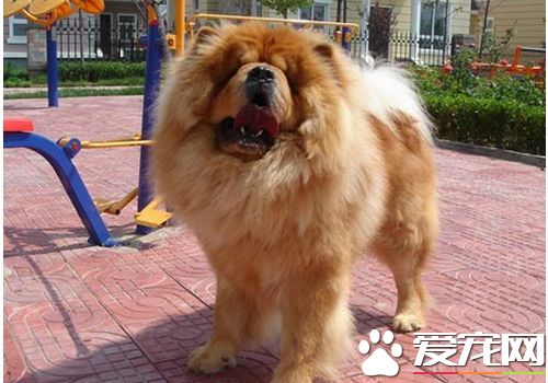 松獅犬分幾種 松獅犬有幾種不同的顏色