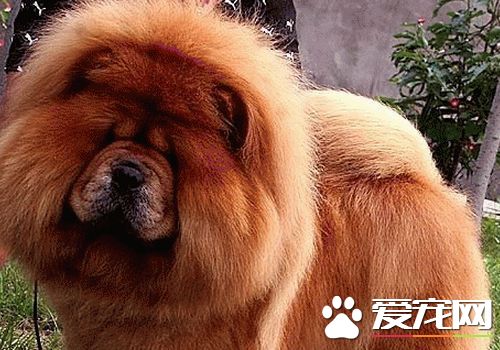 松獅犬可以長多大 平均重量一般在25到32公斤