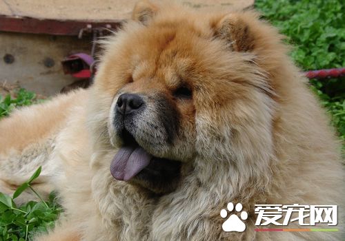 松獅犬分幾種 松獅犬有幾種不同的顏色