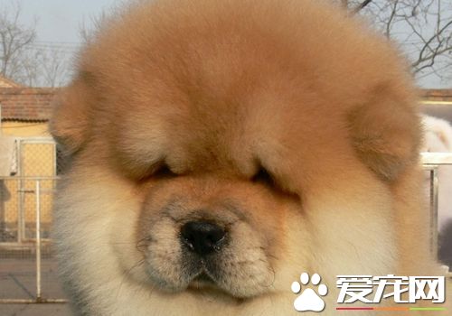 松獅犬可以長多大 平均重量一般在25到32公斤