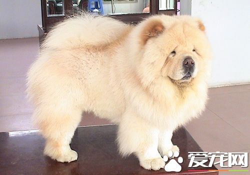 松獅犬飯量 大多數松獅犬每天吃一頓