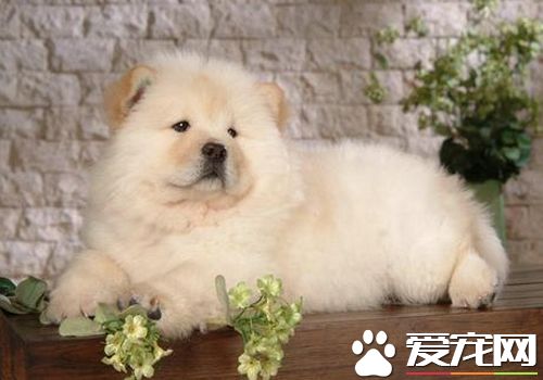 松獅犬飯量 大多數松獅犬每天吃一頓