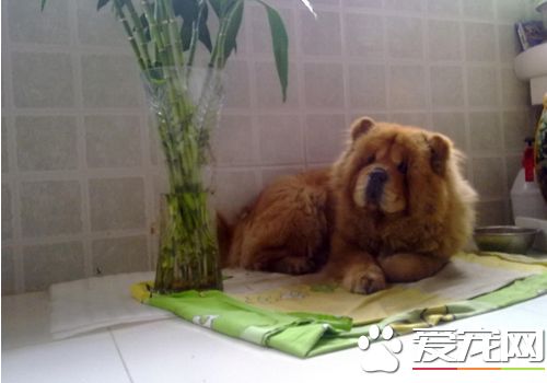 松獅犬飯量 大多數松獅犬每天吃一頓