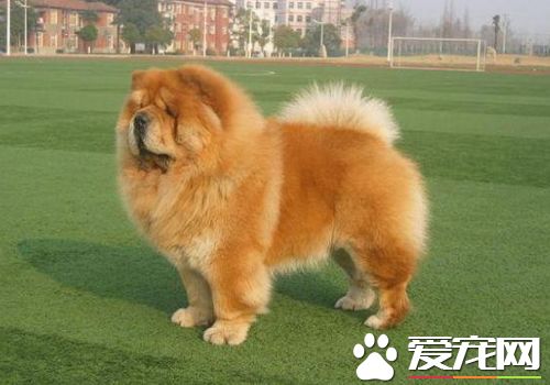 松獅犬多高 雄性松獅犬肩高48到56厘米
