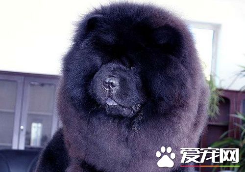 松獅犬的由來 松獅犬相傳其發源地為蒙古