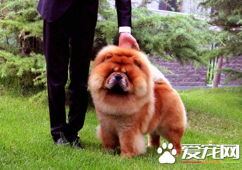 松獅犬的由來 松獅犬相傳其發源地為蒙古