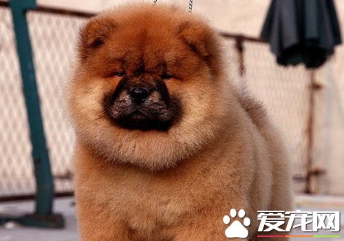 松獅犬的由來 松獅犬相傳其發源地為蒙古