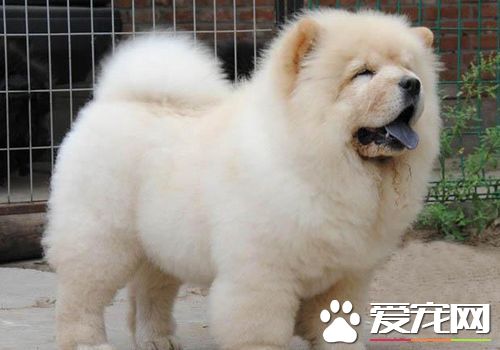 松獅犬的性格特點 松獅犬的性格比較高雅