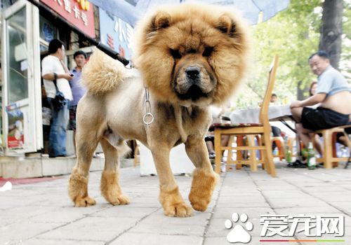 松獅犬的性格特點 松獅犬的性格比較高雅