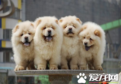 松獅犬的性格特點 松獅犬的性格比較高雅