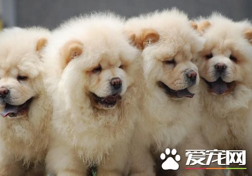 松獅犬的舌頭 松獅犬的舌頭是藍色或藍紫色