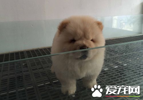 松獅犬的舌頭 松獅犬的舌頭是藍色或藍紫色