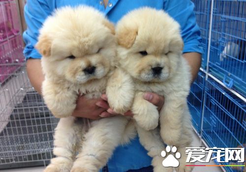 松獅犬的舌頭 松獅犬的舌頭是藍色或藍紫色