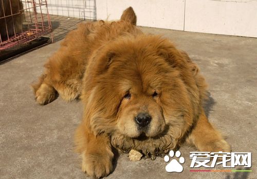 松獅犬吃什麼長肉長毛 松獅犬吃什麼對毛發好