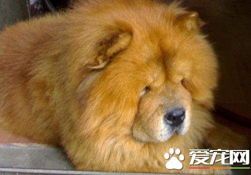 松獅犬的毛變色了 隨著時間松獅犬的毛會變色