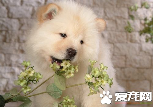 松獅犬的毛變色了 隨著時間松獅犬的毛會變色