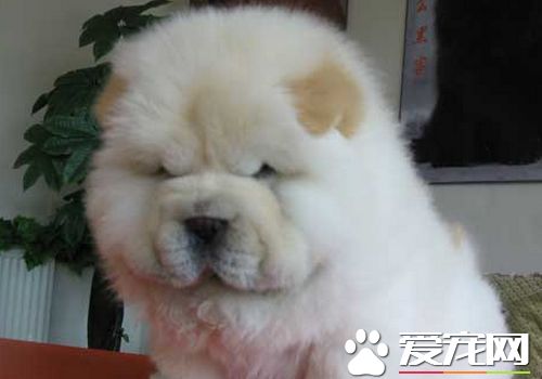 松獅犬的毛變色了 隨著時間松獅犬的毛會變色