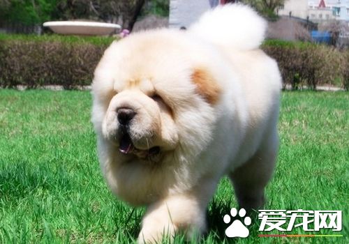 松獅犬吃什麼長肉長毛 松獅犬吃什麼對毛發好