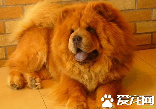 松獅犬吃什麼長肉長毛 松獅犬吃什麼對毛發好
