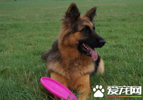 四個月大的德國牧羊犬該怎麼飼養 飼喂次數減到3次