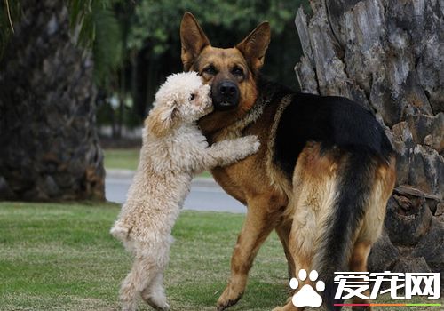 四個月大的德國牧羊犬該怎麼飼養 飼喂次數減到3次