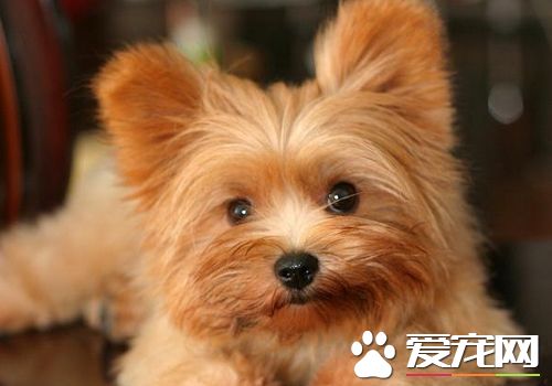 絲毛梗注意哪些 絲毛梗幼齡犬的飼養注意事項