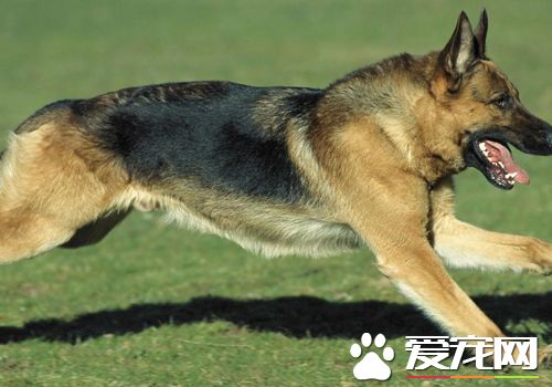 四個月大的德國牧羊犬該怎麼飼養 飼喂次數減到3次