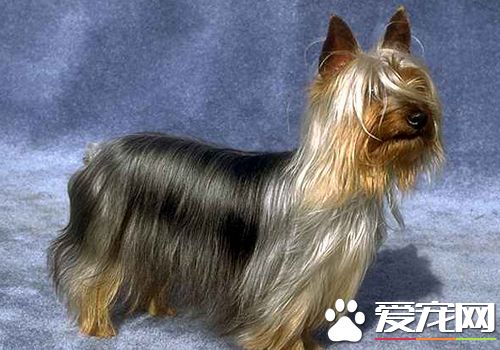 絲毛梗注意哪些 絲毛梗幼齡犬的飼養注意事項