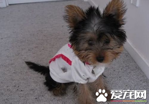 絲毛梗注意哪些 絲毛梗幼齡犬的飼養注意事項