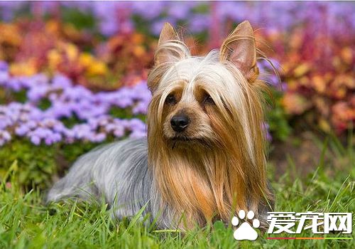 絲毛梗與約克夏的區別 約克夏整體體型更小