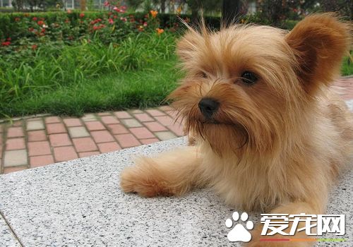 絲毛梗與約克夏的區別 約克夏整體體型更小
