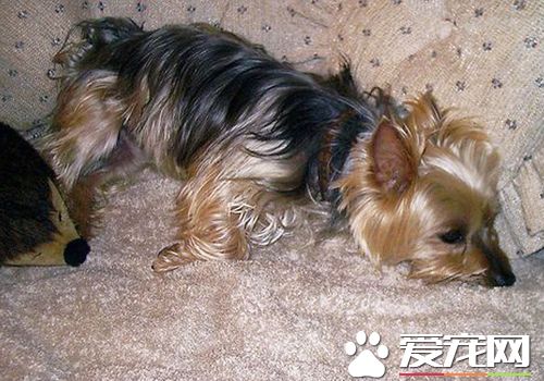 絲毛梗算斗犬嗎 絲毛梗屬於玩賞犬不是斗犬