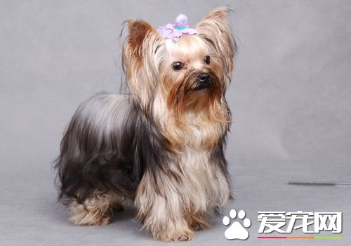 絲毛梗算斗犬嗎 絲毛梗屬於玩賞犬不是斗犬