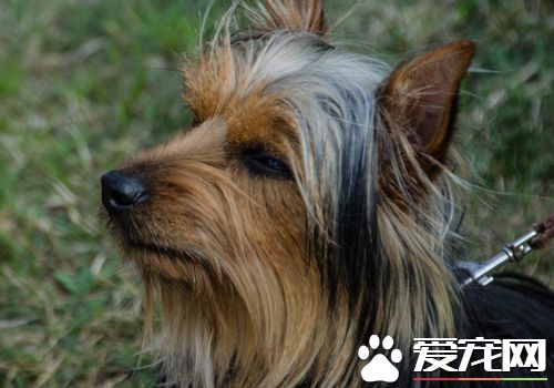 絲毛梗世界犬種排第幾 耐熱程度可以排第一