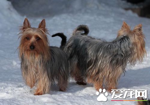 絲毛梗世界犬種排第幾 耐熱程度可以排第一