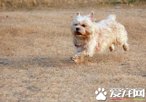 絲毛梗世界犬種排第幾 耐熱程度可以排第一