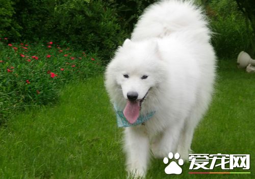 薩摩耶犬能長到多大 標准身高在53到61厘米